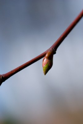 Tilia platyphyllos - lípa velkolistá - pupen